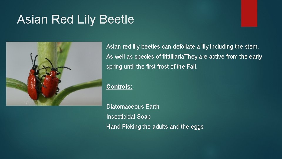 Asian Red Lily Beetle Asian red lily beetles can defoliate a lily including the