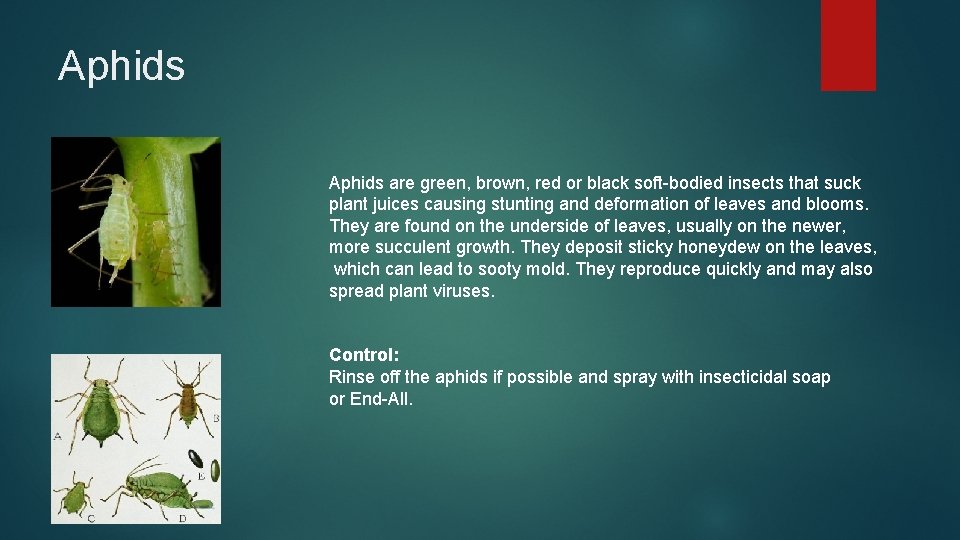 Aphids are green, brown, red or black soft-bodied insects that suck plant juices causing