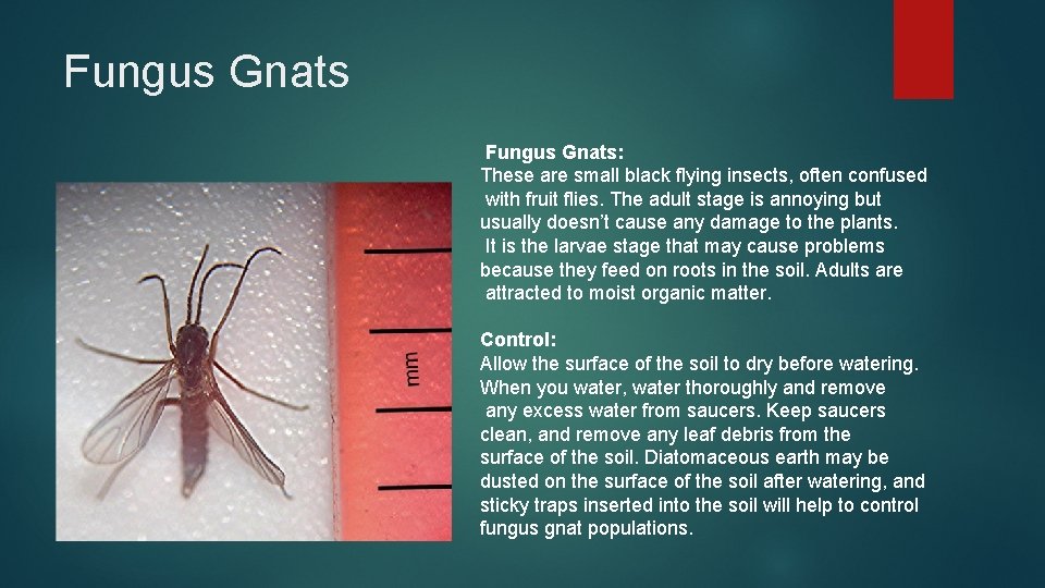 Fungus Gnats: These are small black flying insects, often confused with fruit flies. The
