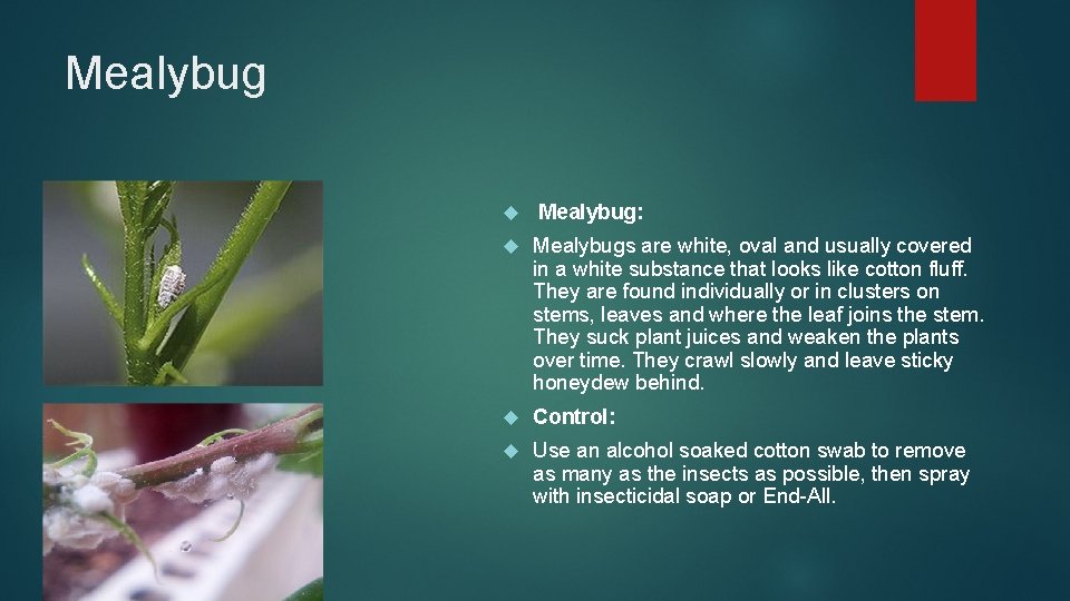 Mealybug Mealybug: Mealybugs are white, oval and usually covered in a white substance that