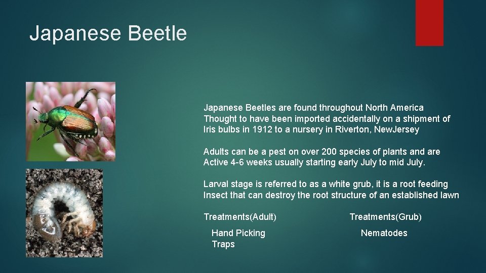 Japanese Beetles are found throughout North America Thought to have been imported accidentally on