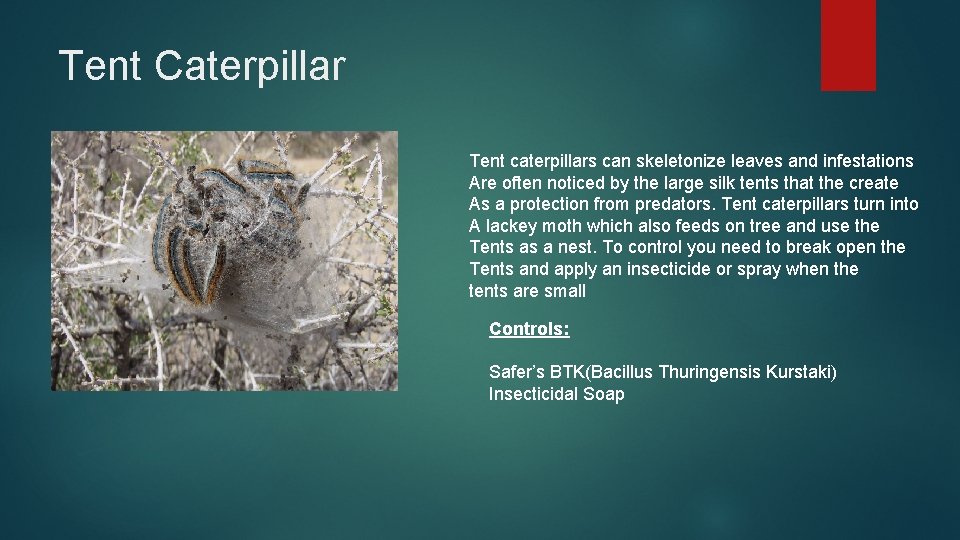 Tent Caterpillar Tent caterpillars can skeletonize leaves and infestations Are often noticed by the