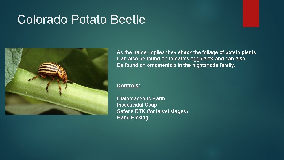 Colorado Potato Beetle As the name implies they attack the foliage of potato plants