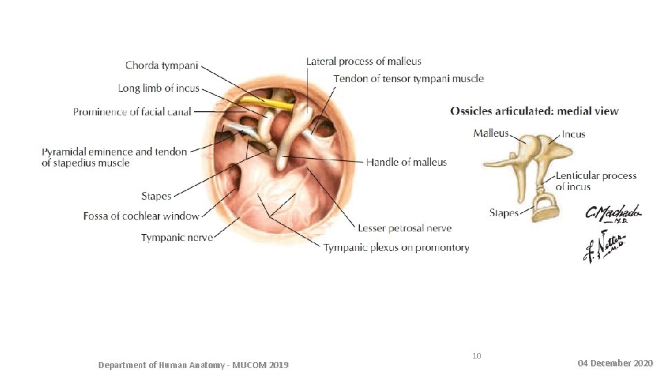 Department of Human Anatomy - MUCOM 2019 10 04 December 2020 