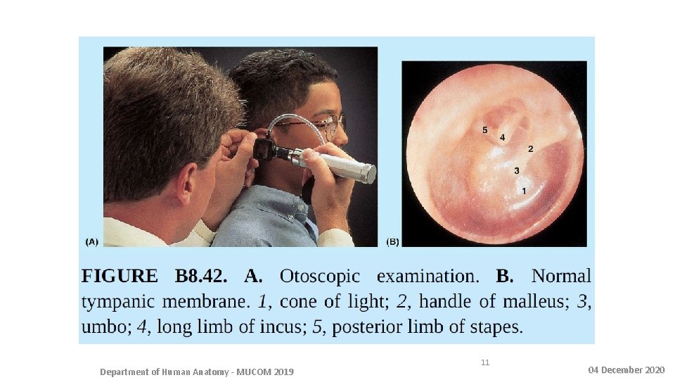 Department of Human Anatomy - MUCOM 2019 11 04 December 2020 