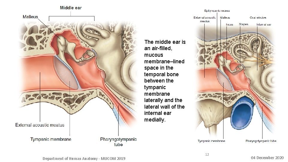 The middle ear is an air-filled, mucous membrane–lined space in the temporal bone between
