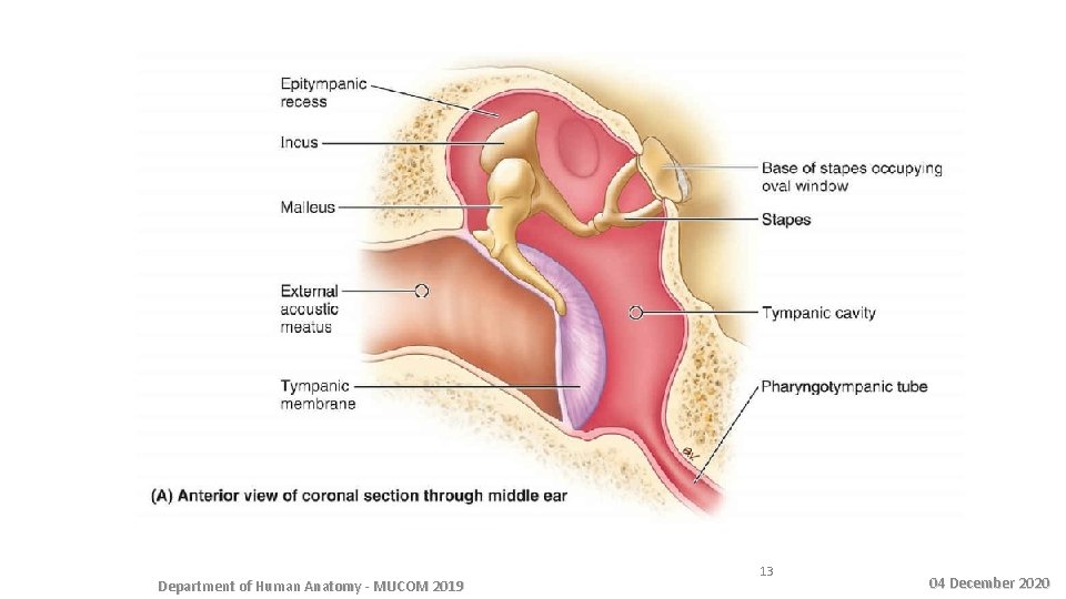 Department of Human Anatomy - MUCOM 2019 13 04 December 2020 
