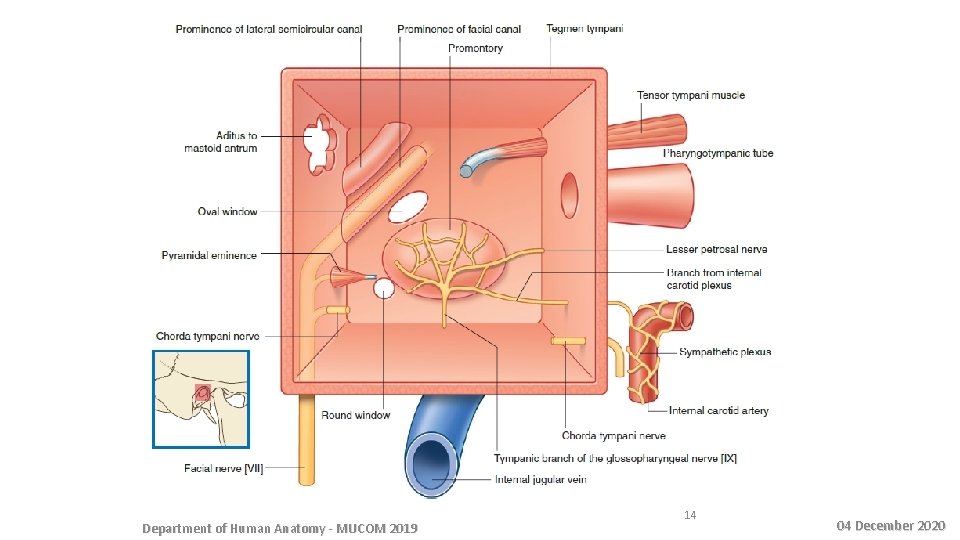 Department of Human Anatomy - MUCOM 2019 14 04 December 2020 