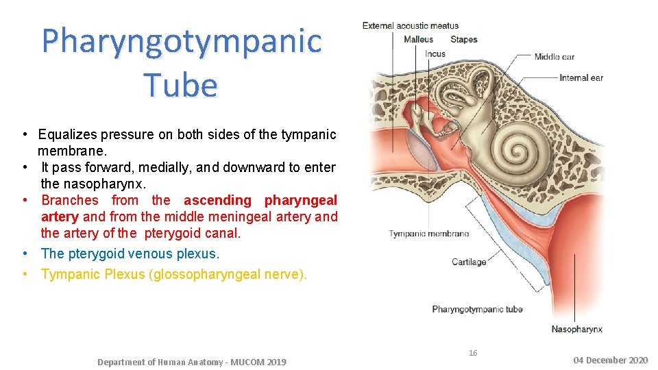 Pharyngotympanic Tube • Equalizes pressure on both sides of the tympanic membrane. • It