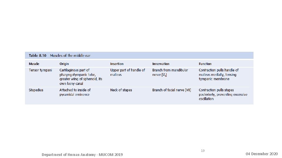 Department of Human Anatomy - MUCOM 2019 19 04 December 2020 