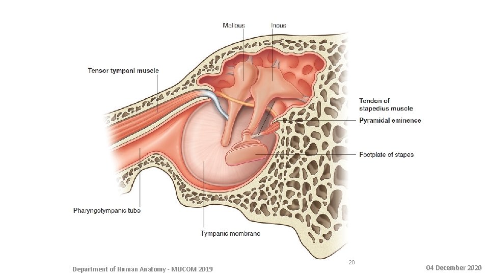 Department of Human Anatomy - MUCOM 2019 20 04 December 2020 