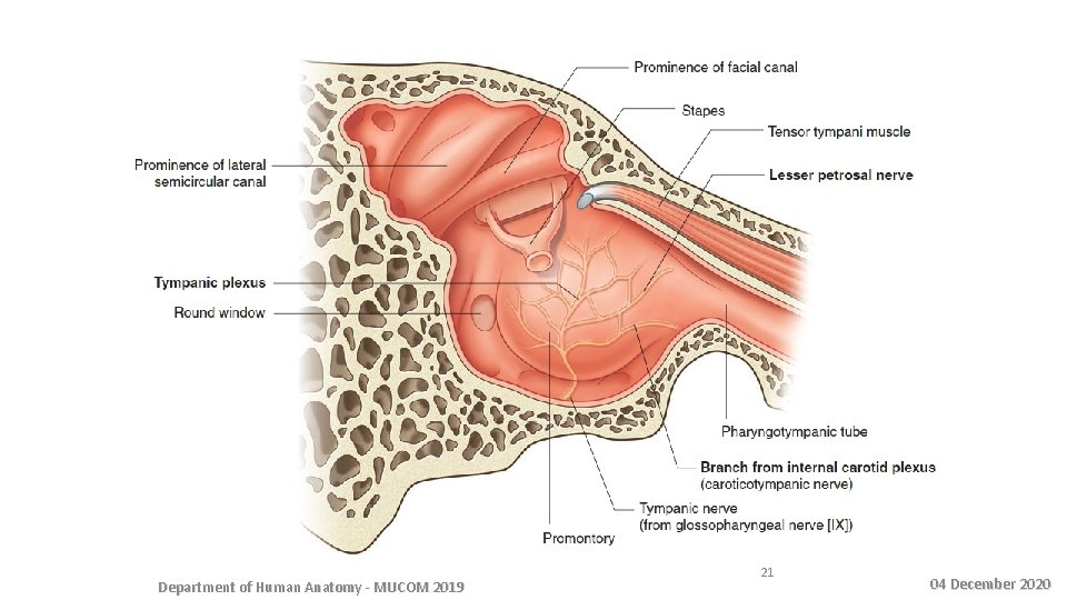 Department of Human Anatomy - MUCOM 2019 21 04 December 2020 