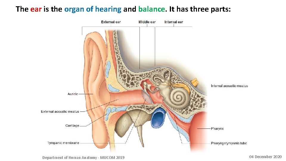 The ear is the organ of hearing and balance. It has three parts: Department