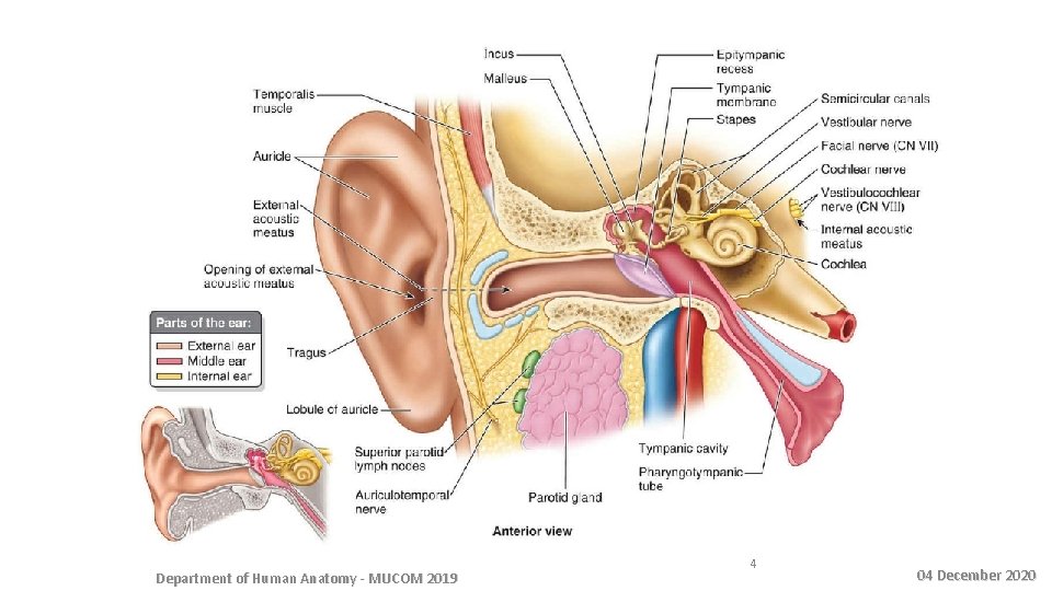 Department of Human Anatomy - MUCOM 2019 4 04 December 2020 