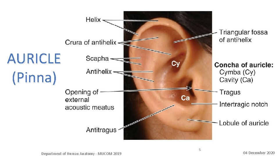 AURICLE (Pinna) Department of Human Anatomy - MUCOM 2019 5 04 December 2020 