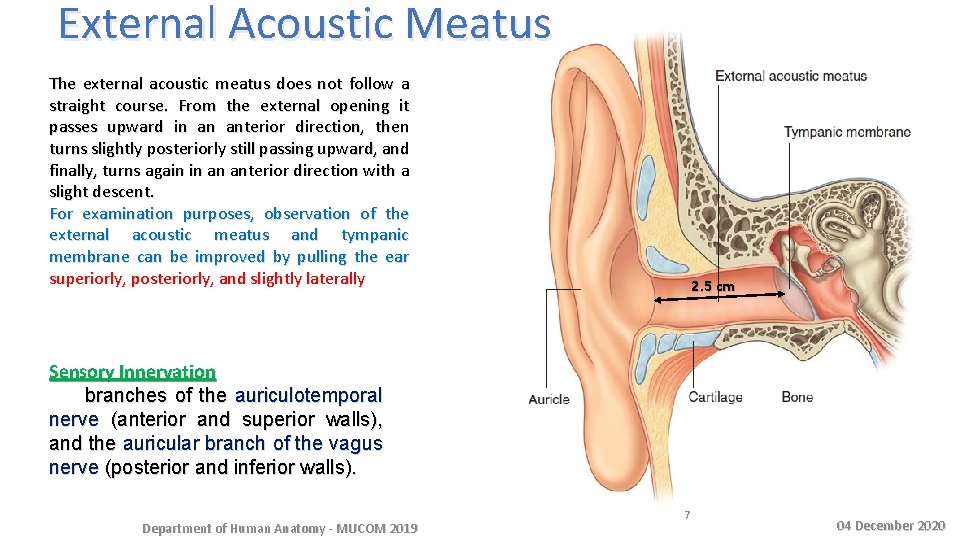External Acoustic Meatus The external acoustic meatus does not follow a straight course. From