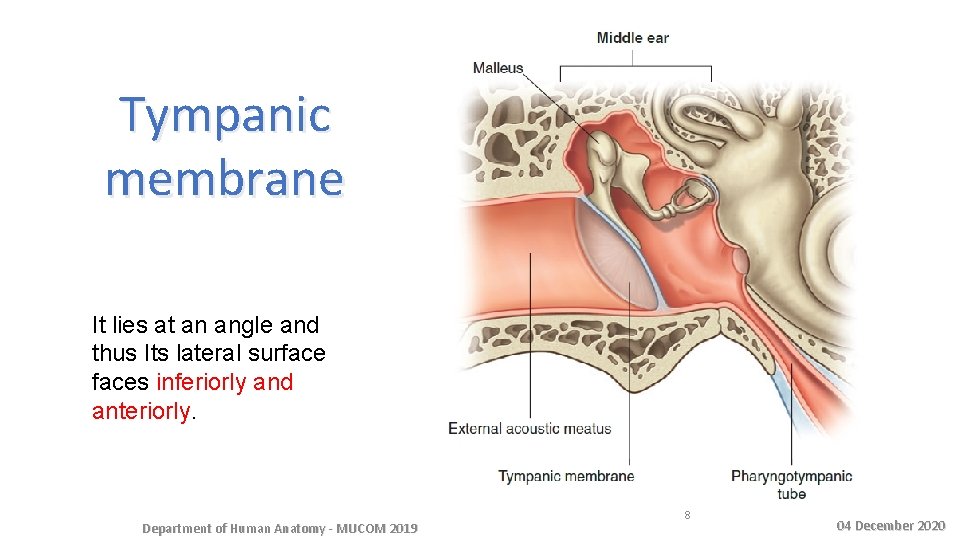 Tympanic membrane It lies at an angle and thus Its lateral surfaces inferiorly and