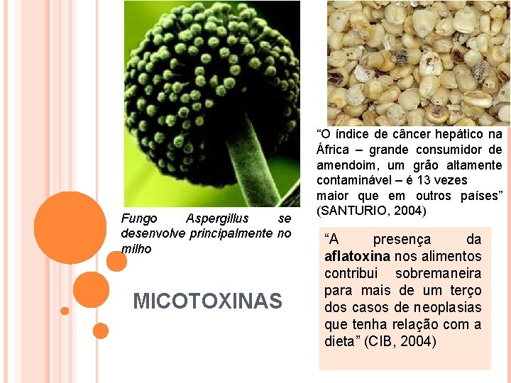 Fungo Aspergillus se desenvolve principalmente no milho MICOTOXINAS “O índice de câncer hepático na