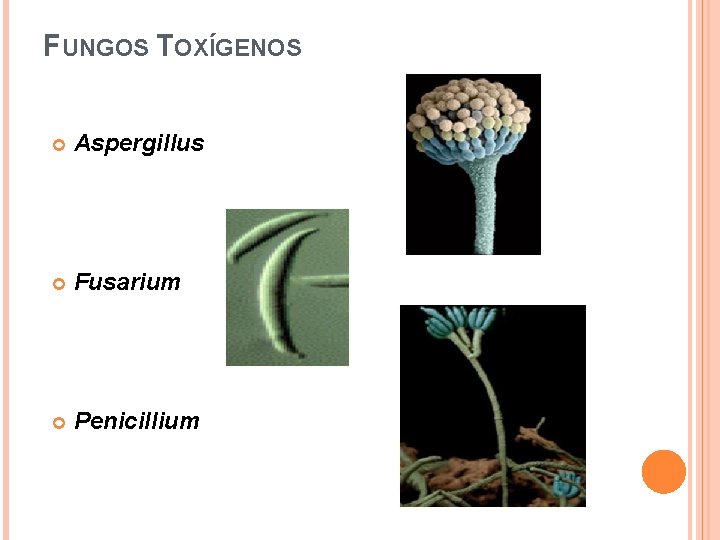 FUNGOS TOXÍGENOS Aspergillus Fusarium Penicillium 