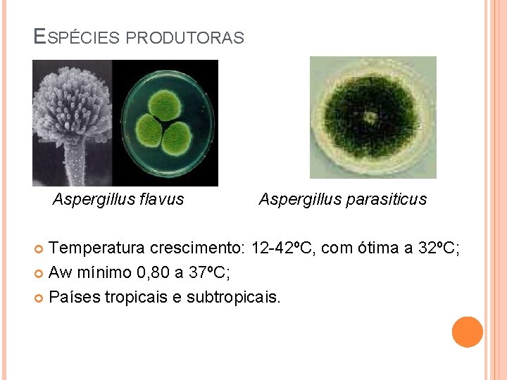 ESPÉCIES PRODUTORAS Aspergillus flavus Aspergillus parasiticus Temperatura crescimento: 12 -42ºC, com ótima a 32ºC;