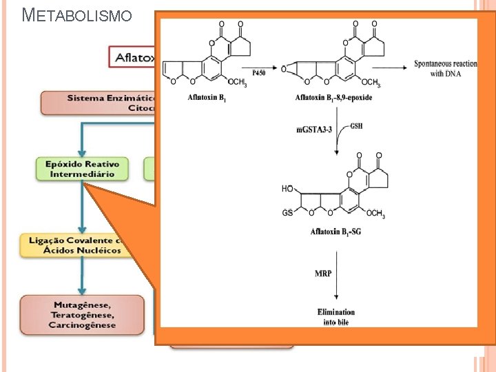 METABOLISMO 