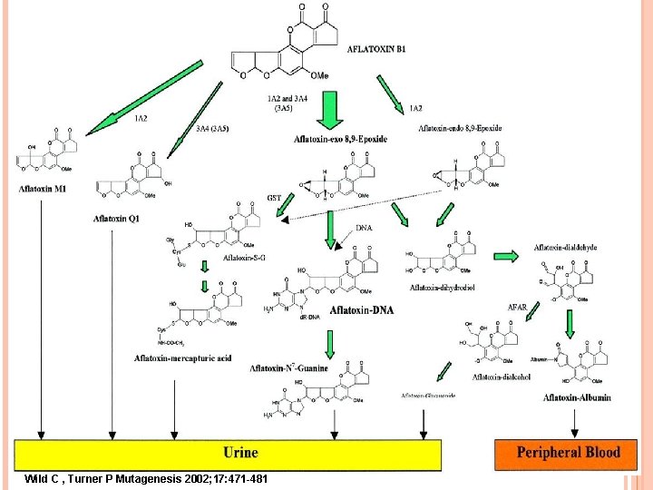 Wild C , Turner P Mutagenesis 2002; 17: 471 -481 