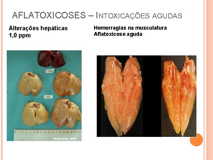 AFLATOXICOSES – INTOXICAÇÕES AGUDAS Alterações hepáticas 1, 0 ppm Hemorragias na musculatura Aflatoxicose aguda