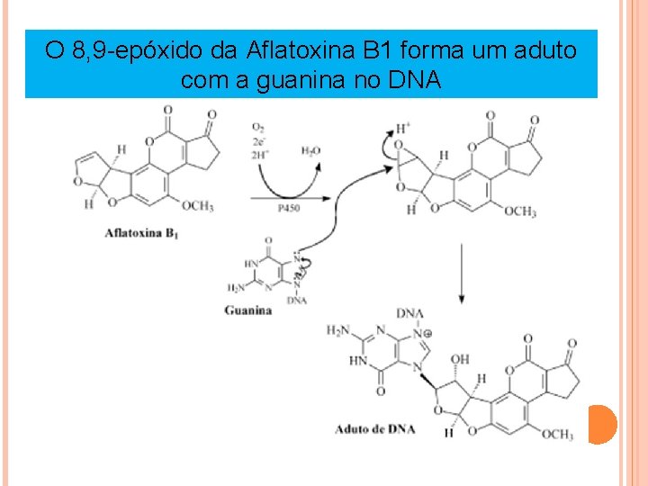 O 8, 9 -epóxido da Aflatoxina B 1 forma um aduto com a guanina