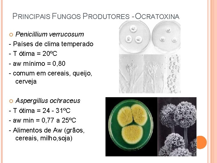 PRINCIPAIS FUNGOS PRODUTORES - OCRATOXINA Penicillium verrucosum - Países de clima temperado - T