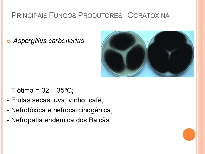 PRINCIPAIS FUNGOS PRODUTORES - OCRATOXINA Aspergillus carbonarius - T ótima = 32 – 35ºC;