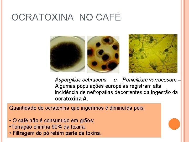 OCRATOXINA NO CAFÉ Aspergillus ochraceus e Penicillium verrucosum – Algumas populações européias registram alta