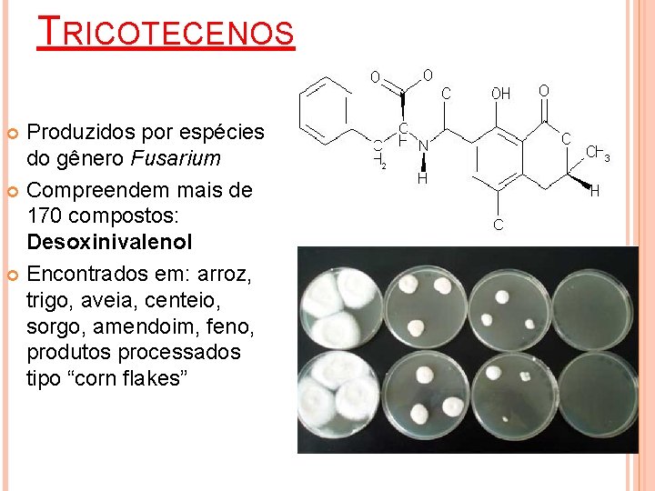 TRICOTECENOS Produzidos por espécies do gênero Fusarium Compreendem mais de 170 compostos: Desoxinivalenol Encontrados