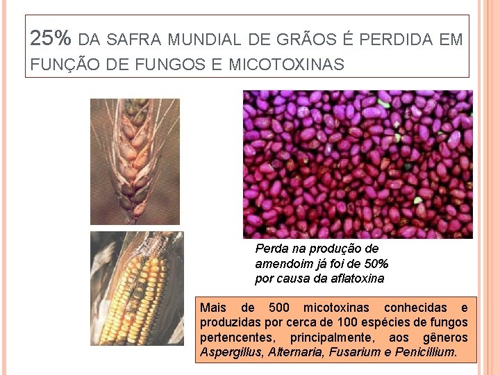 25% DA SAFRA MUNDIAL DE GRÃOS É PERDIDA EM FUNÇÃO DE FUNGOS E MICOTOXINAS