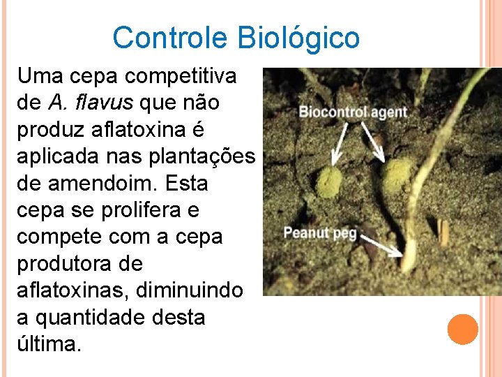 Controle Biológico Uma cepa competitiva de A. flavus que não produz aflatoxina é aplicada