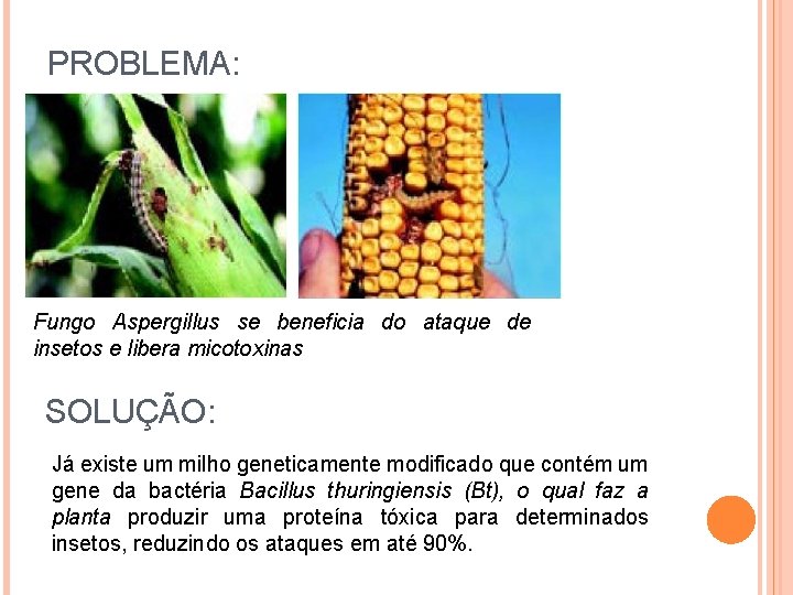 PROBLEMA: Fungo Aspergillus se beneficia do ataque de insetos e libera micotoxinas SOLUÇÃO: Já