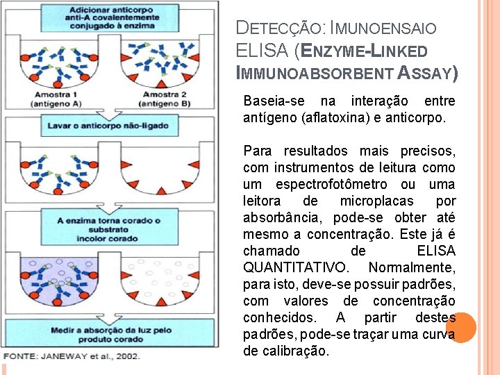 DETECÇÃO: IMUNOENSAIO ELISA (ENZYME-LINKED IMMUNOABSORBENT ASSAY) Baseia-se na interação entre antígeno (aflatoxina) e anticorpo.