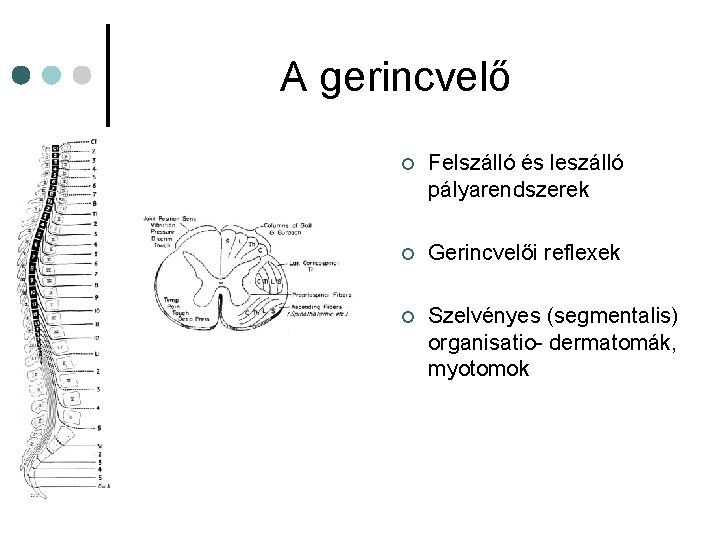 A gerincvelő ¢ Felszálló és leszálló pályarendszerek ¢ Gerincvelői reflexek ¢ Szelvényes (segmentalis) organisatio- A gerincvelő ¢ Felszálló és leszálló pályarendszerek ¢ Gerincvelői reflexek ¢ Szelvényes (segmentalis) organisatio-