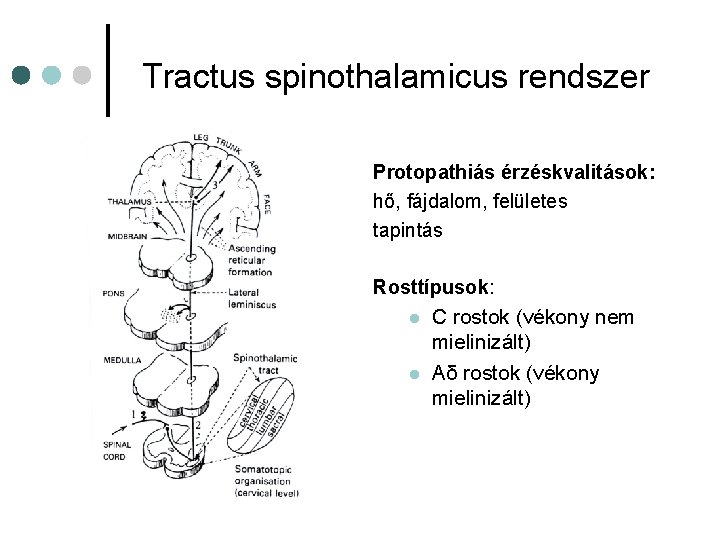 Tractus spinothalamicus rendszer Protopathiás érzéskvalitások: hő, fájdalom, felületes tapintás Rosttípusok: l l C rostok Tractus spinothalamicus rendszer Protopathiás érzéskvalitások: hő, fájdalom, felületes tapintás Rosttípusok: l l C rostok