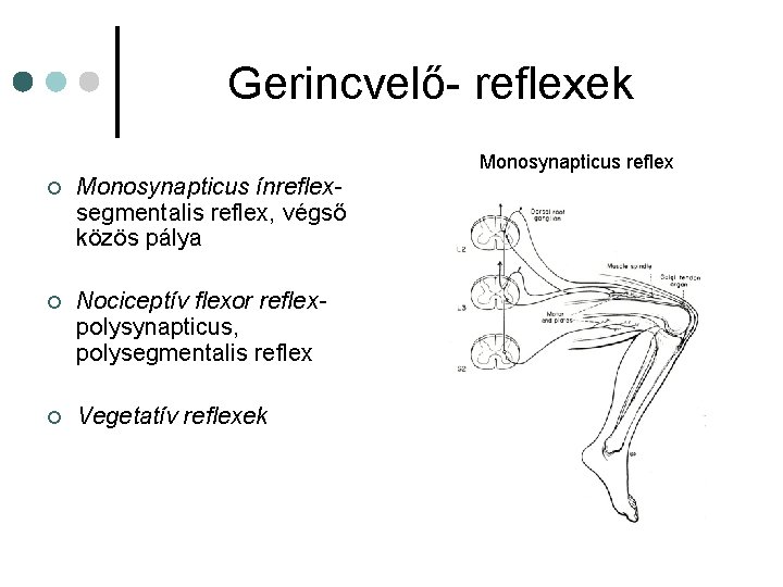 Gerincvelő- reflexek Monosynapticus reflex ¢ Monosynapticus ínreflexsegmentalis reflex, végső közös pálya ¢ Nociceptív flexor Gerincvelő- reflexek Monosynapticus reflex ¢ Monosynapticus ínreflexsegmentalis reflex, végső közös pálya ¢ Nociceptív flexor