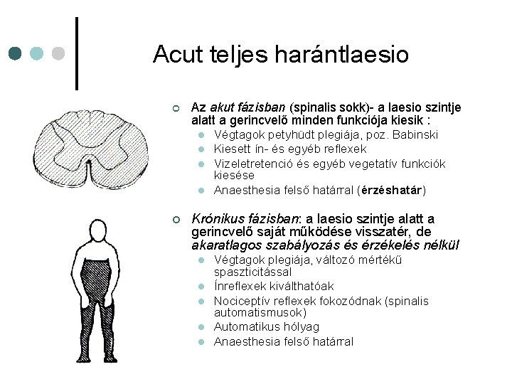 Acut teljes harántlaesio ¢ Az akut fázisban (spinalis sokk)- a laesio szintje alatt a Acut teljes harántlaesio ¢ Az akut fázisban (spinalis sokk)- a laesio szintje alatt a