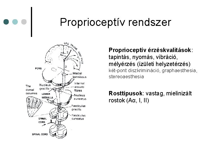Proprioceptív rendszer Proprioceptív érzéskvalitások: tapintás, nyomás, vibráció, mélyérzés (ízületi helyzetérzés) két-pont diszkrimináció, graphaesthesia, stereoaesthesia Proprioceptív rendszer Proprioceptív érzéskvalitások: tapintás, nyomás, vibráció, mélyérzés (ízületi helyzetérzés) két-pont diszkrimináció, graphaesthesia, stereoaesthesia