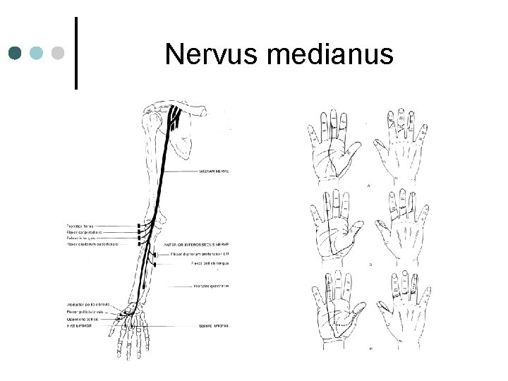 Nervus medianus Nervus medianus