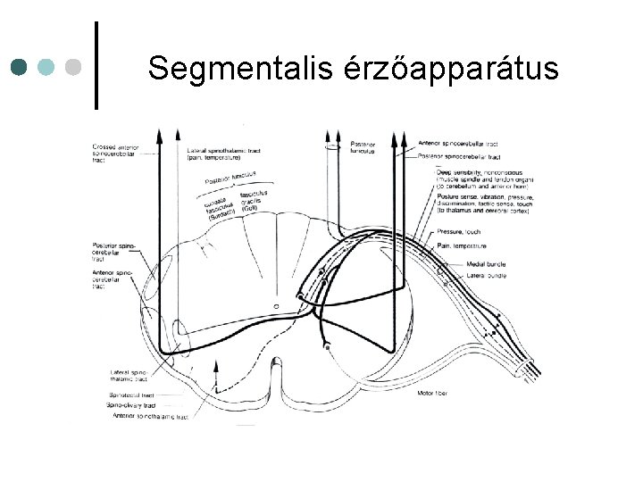 Segmentalis érzőapparátus Segmentalis érzőapparátus