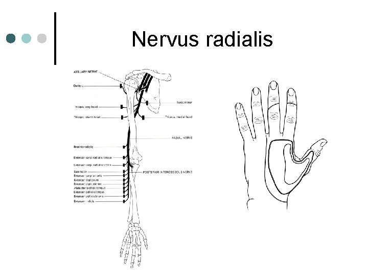 Nervus radialis Nervus radialis