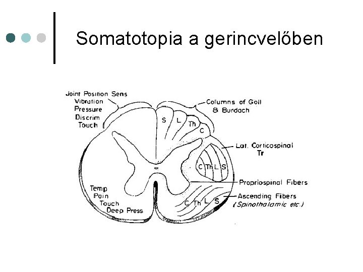 Somatotopia a gerincvelőben Somatotopia a gerincvelőben