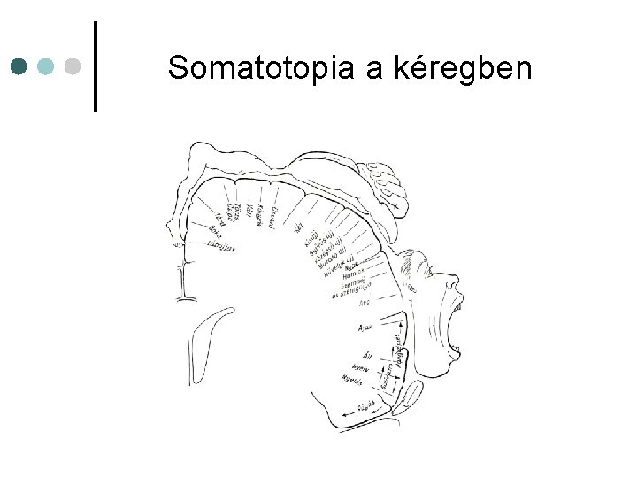 Somatotopia a kéregben Somatotopia a kéregben