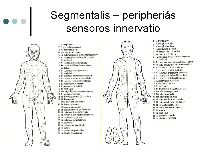 Segmentalis – peripheriás sensoros innervatio Segmentalis – peripheriás sensoros innervatio