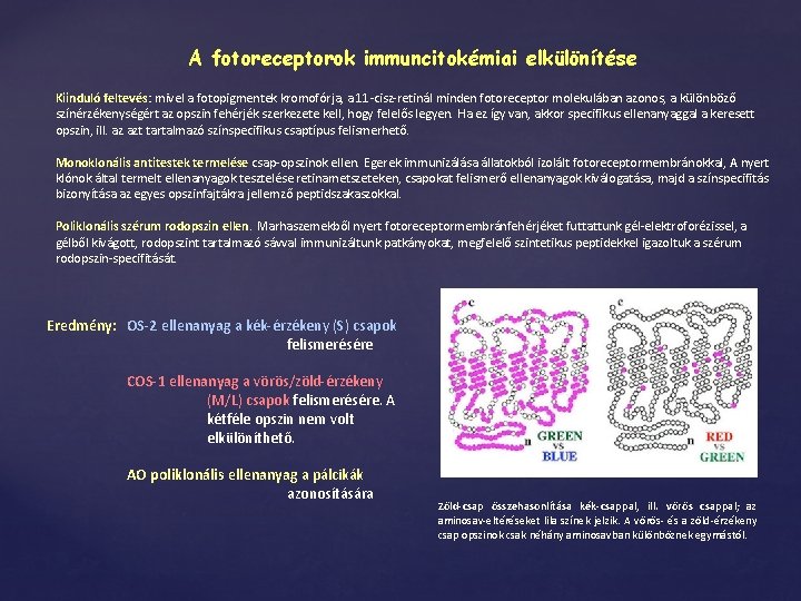 A fotoreceptorok immuncitokémiai elkülönítése Kiinduló feltevés: mivel a fotopigmentek kromofórja, a 11 -cisz-retinál minden