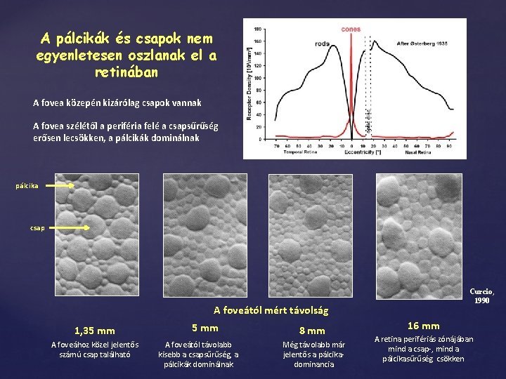 A pálcikák és csapok nem egyenletesen oszlanak el a retinában A fovea közepén kizárólag