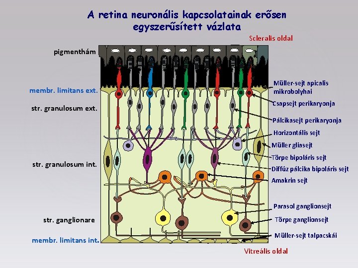 A retina neuronális kapcsolatainak erősen egyszerűsített vázlata Scleralis oldal pigmenthám membr. limitans ext. str.